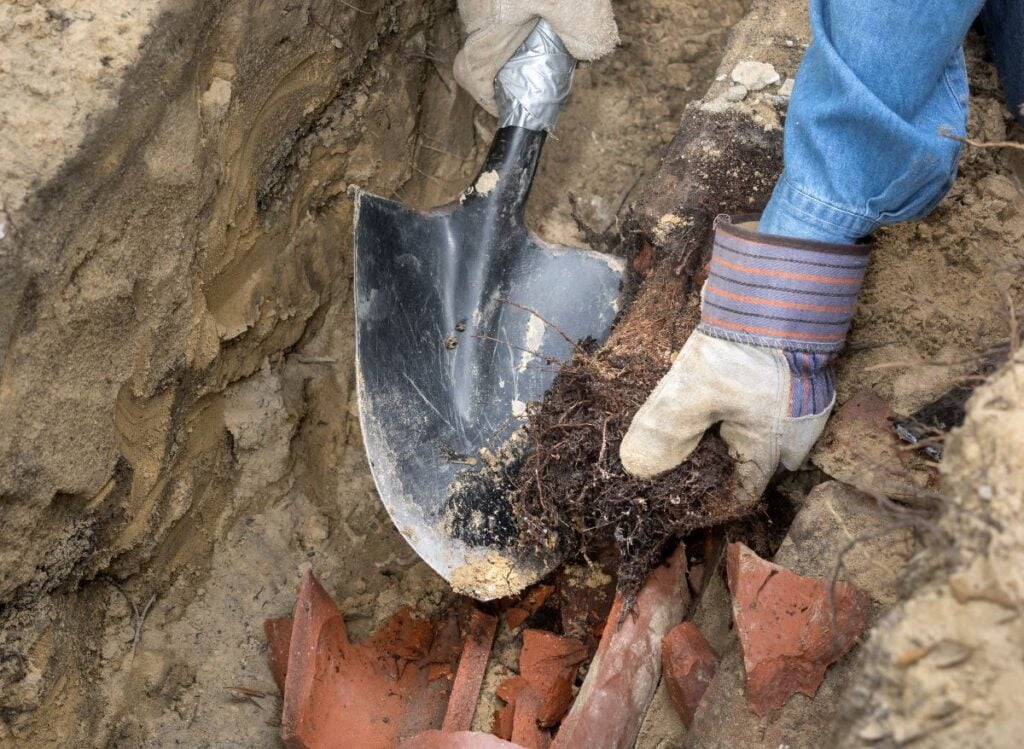 Sewer Line Tree Roots Invasion